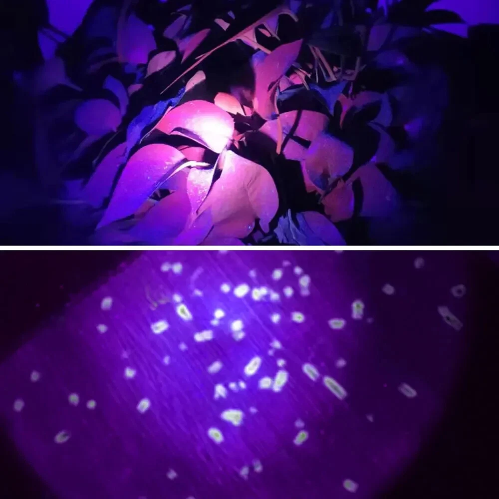 Lampe Frontale LED Rechargeable avec UV SQ-818-UV - مصباح الرأس القابل للشحن بإضاءة مزدوجة - الصورة 3